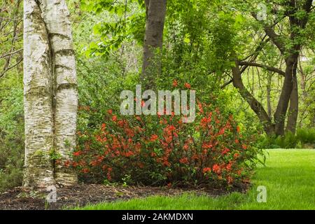 Floraison rouge - Cydonia oblonga cognassier commun à côté de deux arbres de bouleau - Betula dans frontière dans le jardin au printemps. Banque D'Images