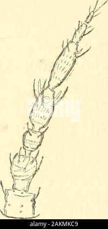 L'Annals and magazine of natural history ; zoologie, botanique et géologie . Couleur brun, y compris les ailes supérieures ; 3 withjoint antennes et extrême de bases 1 et 5 ; la lumière de l'avant et du tibia * Suite de Ann. & Moo-. Nat. Hist. ser. 8 vol., p. 112. xvii.Ann. & Mag. N. Engl. Ser. 9. Vol. i. 14 202 M. R. S. Bagnall sur nouveau Thysanoptera. nil tarses jaunâtres. Sauf pour les antennes, curieusement likePhysothrtps marshalU, Bagn. Transversale de la tête, environ 15 fois plus large que longue ; eyescoarsely avec parcimonie, à facettes pilose ocelles ; grand, réglez wellback ; antérieure sur ou au-dessus d'une ligne tirée à travers centrede ey Banque D'Images