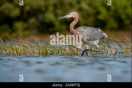 Aigrette rougeâtre en Floride Banque D'Images