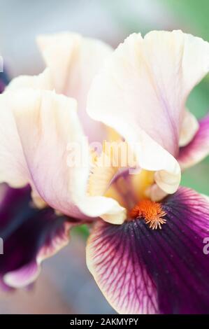 L'écusson de style et la lèvre stigmatique se déposent entre les normes de couleur beige d'une tête de fleur de Parquet iris. Banque D'Images