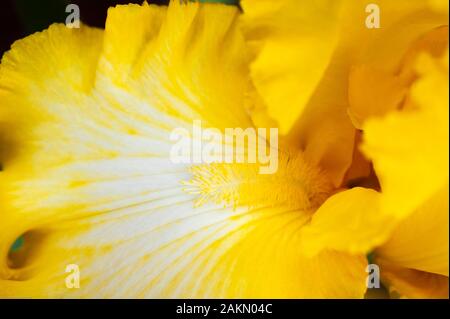 Une vue en gros plan d'un iris jaune floraison révèle un filament, connue comme la barbe, les crêtes un pétale connu comme une chute. Banque D'Images
