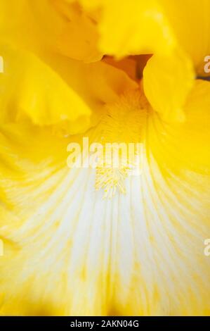 Une vue en gros plan d'un iris jaune floraison révèle un filament, connue comme la barbe, les crêtes un pétale connu comme une chute. Banque D'Images