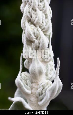 Une plante pousse Une molène, une grande tige fourrure pendant sa deuxième année avant la floraison. Banque D'Images