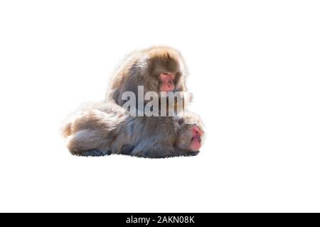 Macaque japonais Macaca fuscata ou isolé sur fond blanc. Banque D'Images