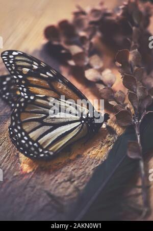 Scène de vie encore Vintage un papillon mort, plume et plante séchée enfoncé sur fond de bois de style rustique. Selective focus sur le corps de papillon. Natur Banque D'Images