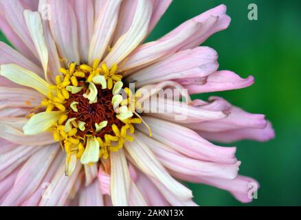 Close up of a pink Zinnia elegans pétales de fleurs et au centre. Seule fleur zinnia avec centre visible. Jardin populaire plante annuelle de la famil Banque D'Images