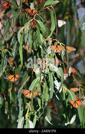 Papillon monarque monarque au Groove, Pismo Beach Banque D'Images