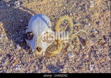 Un énorme scorpion poilu originaire de l'Arizona protégeant un animal crâne. Banque D'Images