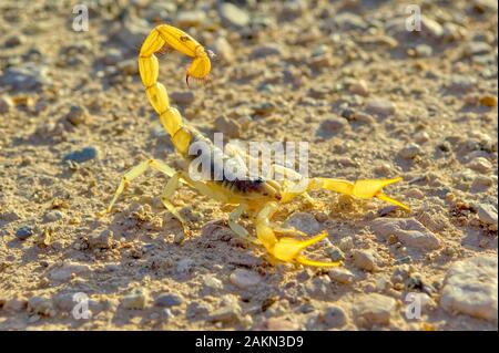 Un énorme scorpion poilu originaire de l'Arizona dans une attitude de défense prêt à piquer si provoqué. Banque D'Images