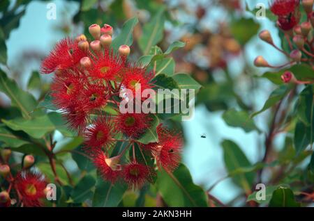Floraison rouge gum tree blossoms, Corymbia ficifolia Wildfire divers, famille des Myrtaceae. Endémique à Stirling près d'Albany, south west coast WA Banque D'Images