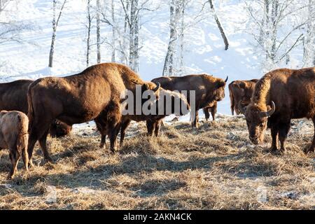 Un grand troupeau de bisons ou brown Wall Street bulls broute à côté d'une botte sur la neige en hiver en Russie. Banque D'Images