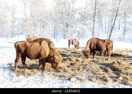 Un grand troupeau de bisons ou brown Wall Street bulls broute à côté d'une botte sur la neige en hiver en Russie. Banque D'Images