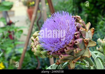 Grande fleur de l'artichaut violet en pays Chalet jardin, famille des Astéracées. Banque D'Images