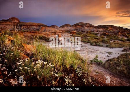 Coucher du soleil orange chaud de la lumière sur les cheminées et les formations rocheuses le long de la piste de Badlands, le parc provincial Dinosaur, en Alberta, Canada au début de l'été, Banque D'Images