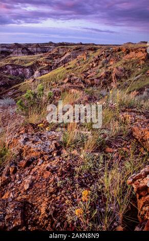 Coucher du soleil orange chaud de la lumière sur les cheminées et les formations rocheuses le long de la piste de Badlands, le parc provincial Dinosaur, en Alberta, Canada au début de l'été, Banque D'Images