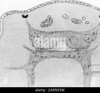 L'influence de la position de la coupe sur la régénération dans Ulvae Gunda . ranes. Par S, B. SCHKYVER. (Communiqué par M. C. H. Blackman, F.R.S. Reçu le 22 janvier-février 19, 1914 Lu.) Dans la première communication sous le titre ci-dessus, l'attention* est ouverte à thefact que les solutions de cholate de sodium, le réchauffement dans la présence d'calciumsalts, réglé à un gel, qui n'est pas réversible sur le refroidissement. Il a depuis été foundthat les sels de calcium peuvent être remplacées par d'autres sels, comme le chlorure de sodium, chlorure de magnésium, sulfate d'ammonium, de potassium et de fluorure et l'clotformation n'est pas là Banque D'Images