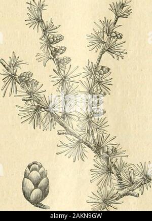 Nouveau dictionnaire encyclopédique illustré universel : répertoire des connaissances humaines . llélèze Ljiix Eurcpoea (dEurope). pendnln) est dun bel aspect dans les jardinspaysagers. Le mélèze (Larix dAmérique Ameri-cana) se trouve depuis les montagnes de laVirginie jusquà la baie dHudson ; dans laNouvelle-Angleterre et au Canada ; sur leconnaît sous le nom de hacbnatack. et, dansles états du sud et du nord, sur ta-lappelle marack. En forêt, il atteint 70 pieds de hauteur.. Mélèze (Larix dAmérique Americana mais il est dordinaire beaucoup plus petit. Le bois est le grain serré dun, compact, dunefor Banque D'Images