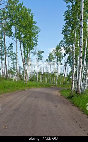 CO00206-00 - Aspen COLORADO...qui bordent la route 129 sur la section de l'autre Columbine Great Divide Mountain Bike Route. Banque D'Images