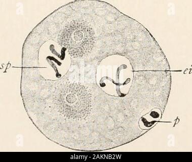 Principes généraux de la zoologie . FIG. 91.-étapes de la fécondation de l'œuf de l'oursin. fAfter O. Hertwig.) Thesperm-noyau (SK) avec ses rayons dans un œuf est près de la surface, dans l'autre près de l'oeuf-noyau (EK). tion terminée, nous avons ici trouver le fundamentalproposition important que la caractéristique essentielle de la fertilisation consistsin l'union des noyaux de sperme et d'ovules. Rôle joué par les deux noyaux dans la fertilisation.-Dans de nombreux cas, l'abréviation de développement peuvent takeplace, le stade de la scission du noyau étant omis, et les noyaux de sperme et d'ovules, sans au préalable l'union, pas Banque D'Images