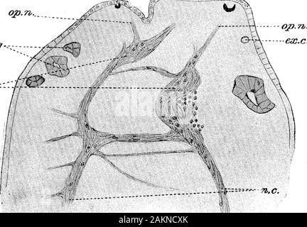 L'influence de la position de la coupe sur la régénération dans Gunda Ulvae . Fig. V.-section longitudinale horizontale complète par Eegenerated la tête, 41 jours(text-fig. Mauvais, 3). ^a., ; ganglion nx.^ cordon nerveux ; op.n.^ du nerf optique. 362 Mlle D. J. Lloyd. Influence de la position de l'op. n^. ^-v. ^&Lt ; ?, iG. VI.-Section fclirough régénérées incomplète, tête avec deux yeux, 62 jours (texte-fig. Malade, 4.), canal excréteur exx. ; ga.^ ; g. ganglionnaires, intestin ; n.c, cordon nerveux ; op.n.,nerf optique. Banque D'Images