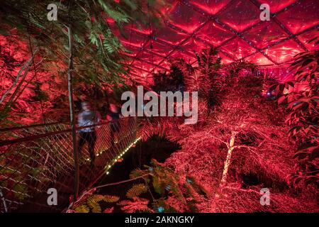 Leipzig, Allemagne. 09Th Jan, 2020. De nombreuses lumières colorées illuminent le hall tropical "Gondwana" dans le zoo de Leipzig. À partir du 10 janvier, les visiteurs peuvent se promener le long d'un sentier de lumière à travers le zoo tropical magique pendant l'éclairage' Festival à Gondwana. La lumière simule le jeu des couleurs d'une journée tropicale, y compris d'un ciel étoilé avec star des signes. Jusqu'à ce 9 février, vous pouvez profiter de la Fête des Lumières au tropical 26 degrés chaque vendredi au dimanche. Crédit : Jan Woitas/dpa-Zentralbild/dpa/Alamy Live News Banque D'Images