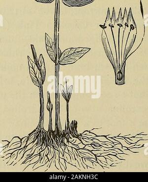 Matière médicale et de thérapeutique : pour les médecins et les étudiants . ^ ^Ni :. SPIGELIA MARILANDICA. De plus grandes doses de purges et parfois il vomit ; et dans excessivedoses il fonctionne comme un stupéfiant, produisant des vertiges, la dilatation des pupilles, rougeur du visage, etc. Les résultats suivants ont été obtenus par l'ANTHELMINTICS CHENOPODIUM. Lièvre 553* avec spigelia sur les chiens. Trois onces de liquide le extractcaused retching, dilatation pupillaire constante, strabisme interne, respiration rapide,paralysie musculaire progressive, le coma et la mort.injecté dans les veines il ralenti le cœur, l'action retarda-tion étant principalement dû à Banque D'Images