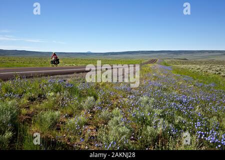 WY03921-00...WYOMING - fleurs sauvages le long du bord de route 401 sud de Rawlins sur le Great Divide Mountain Bike Route. Banque D'Images