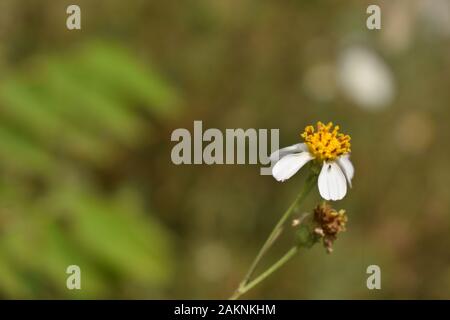 Un coatbuttons (Tridax procumbens) fleurs dans la nature verte. Le nom local est cunduk mentul kembang. Surakarta, Indonésie. Banque D'Images