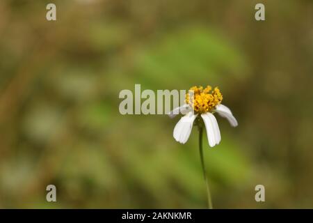 Un coatbuttons (Tridax procumbens) fleurs dans la nature verte. Le nom local est cunduk mentul kembang. Surakarta, Indonésie. Banque D'Images