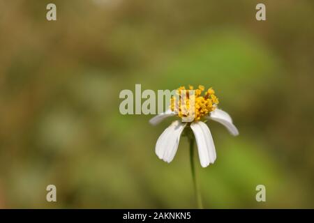 Un coatbuttons (Tridax procumbens) fleurs dans la nature verte. Le nom local est cunduk mentul kembang. Surakarta, Indonésie. Banque D'Images