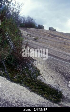 BALD ROCK, UNE AFFLEUREMENT DE GRANIT DANS LE PARC NATIONAL DE BALD ROCK, NOUVELLE-GALLES DU SUD DU NORD, AUSTRALIE Banque D'Images