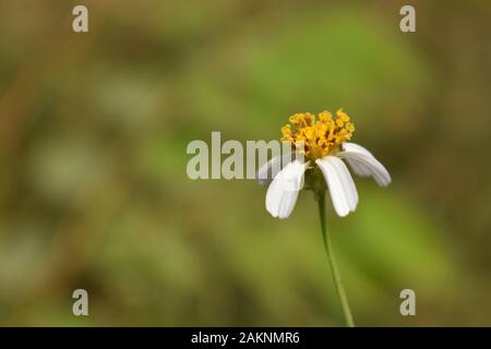 Un coatbuttons fleur dans la nature avec l'arrière-plan flou. Surakarta, Indonésie. Banque D'Images