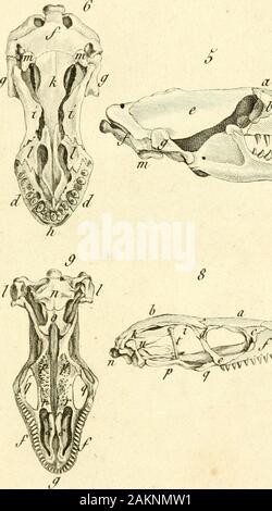 Le règne animal distribué d'après son organisation : pour servir de base a l'histoire naturelle des animaux et d'introduction a l'anatomie comparée . // / ?.43. 3. Le (/cdo mt(/i&lt ;/i(i. 4*6. Le ûecko cepeWtetv S., // v €ô. PI. VI ; //v4Ca «^Jfê Si 1|. C'EST Banque D'Images