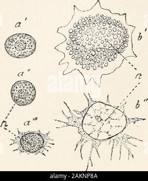 Principes généraux de zoologie . thefluid régulièrement et les électeurs organisé. Le sang liquide-orblood-plasma est, à l'exception de constituants inorganiques, dans speciallyrich proteids ; après l'élimination du sang de theblood-navires une partie de ces différents par la coagulation du sang andform-clot, composé de fibrine, poorin proteids laissant un fluide, le sang et de sérum. Les électeurs organisée, io6 PRINCIPES GÉNÉRAUX DE ZOOLOGIE. Le sang-cellules, l'on distingue le rouge et blanc-sang globules rouges. Ce dernier, theleucocytes, sont présents dans les petits numéros et greatsimilarity er ont pour les amibes foundi Banque D'Images