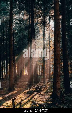 Matin d'automne le soleil doré brille à travers les forêts profondes de Luneberg Heide woodland en Allemagne Banque D'Images