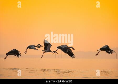 Anastomus oscitante l / Asian openbill stork oiseaux volant sur le lac au coucher du soleil Banque D'Images