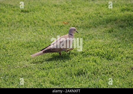 Dove Baird sur l'herbe manger et marcher , la vie matin Banque D'Images