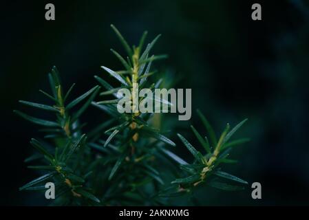 Le romarin plante poussant dans le jardin pour les extraits de romarin frais / huile essentielle herbes nature vert avec fond sombre Banque D'Images