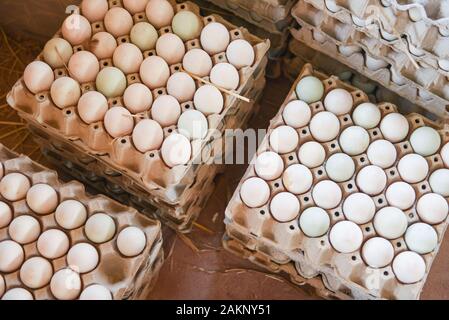 Oeufs frais oeufs de canard blanc fort / la production d'oeufs biologiques frais de la ferme Banque D'Images