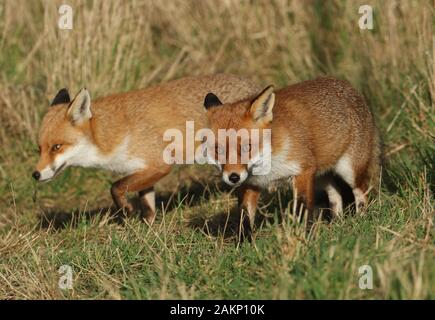 Deux magnifiques sauvages chasse le renard roux, Vulpes vulpes, marcher le long du bord d'un champ. Banque D'Images