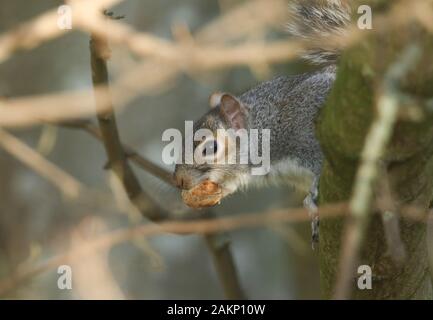 Un mignon petit écureuil gris, Scirius carolinensis, assis dans un arbre avec de la nourriture dans sa bouche. Banque D'Images