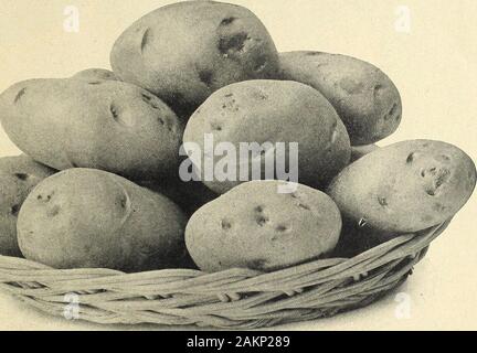 Farquhar's garden : annuel 1918 . L'abondance des largepeas verj, tendre et douce. Téléphone de pois. R. et J. FARQUHAR & Co., Boston. Les graines de légumes. 31 POMMES DE TERRE. Un bon terreau sablonneux, produit les meilleures pommes de terre, mais ils peuvent être cultivés sur tous les types de sol. Nouveau ou pâturages. avec, le gazon fraîchement retournée, produit thefinest récolte. Alake sillons d'une bonne profondeur, 3 pieds de distance. Un nuage de poudre de phosphate libéral ou du fumier en décomposition le long de la percer, et définir la semence d'environ 10 pouces à part dans les lignes. Couvrir avec environ 2 pouces de sol, et commencer à cultiver lorsque les plantes sont bien en place. À chaque suc Banque D'Images