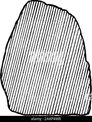 La transition de l'Rostro-Carinate Tongue-Shaped Flint met en Œuvre pour la mise en Œuvre d'River-Terrace de graviers . La section A-A. Quille, vestiges d' * plate-forme dorsale. Banque D'Images