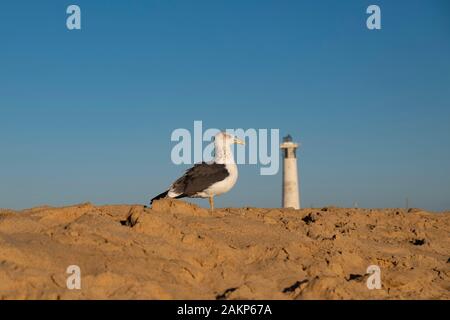 Mouette et phare de Jandia Playa plage de Morro del Jable, Fuerteventura, Îles Canaries, Espagne, Europe, Banque D'Images