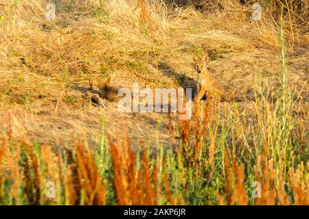 coyote pups jouant par le den Banque D'Images