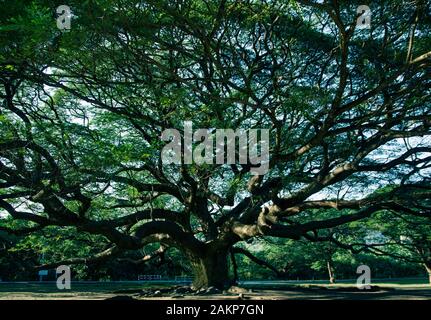 Célèbre arbre de pluie avec lumière sombre à Kanchanaburi, Thaïlande Banque D'Images