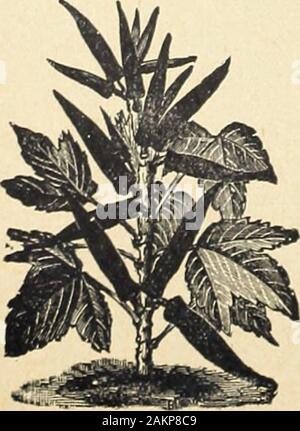 Farquhar's garden : annuel 1918 . afin que les plantes sont un pied à l'exception.Une once à 40 pieds du semoir. White Velvet. Les gousses, grand blanc tendre et lisse. Pkt., 10 cts. ; oz., 15 cts. ; je lb., 35 cts. Vert nain. Pods tendre, produit de grandes ; très productifs. Pkt., 5 cts. ; oz., 15 cts. ; lb., 35 cts. Le panais. Chirivia. (Sp.) Semer dans un sol riche, exercices dans environ 18 pouces à part aussi tôt au printemps en sol peut être travaillé. Semer une once de 100 pieds ; 5 livres l'acre. Fapquhaps modèle du marché. Cette annonce-Panais Mirabel est devenu très popularboth pour l'usage de la famille et pour l'e.Khibition p-pur Banque D'Images