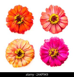 quatre têtes de fleurs de zinnia sur fond blanc Banque D'Images