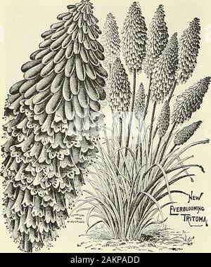 Dreer's Liste des prix de gros pour 1904 : serre jardin décoratif hardy et d'autres plantes bulbes outils, engrais, insecticides, divers articles, etc . tokes Aster) L'illustration en couleur sur la couverture de notre cata-logue pour 1903 a exprimé une idée juste de cette charmante plante robuste,qui depuis quelques années a été le plus universallyadmired fleur sur notre terrain. La plante pousse de 18 à 24 pouces de haut et produit des itsCornflower-comme des fleurs bleu lavande 4 à 5 pouces en diameterfrom au début de juillet à la fin d'octobre. Il est plus facile de culture,réussir à tout ouvrir, po Banque D'Images