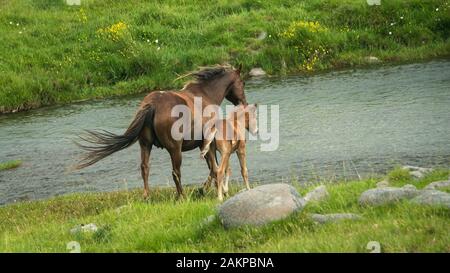 Chevaux sauvages mare et son poulain en travers de la rivière, dans les gammes de Kaimanawa, Plateau central, Nouvelle-Zélande Banque D'Images